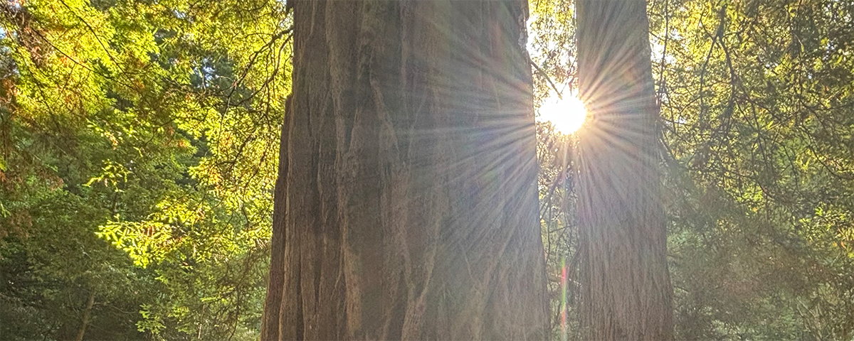 Sonnenlicht fällt zwischen hohen Baumstämmen in einen Wald